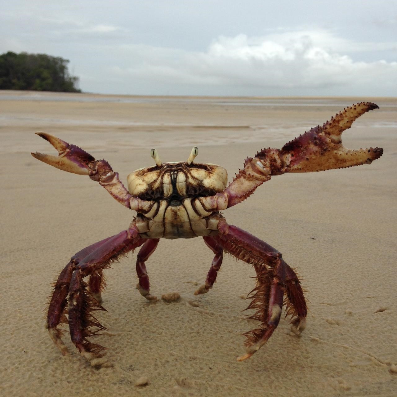 Mangrove Crab ICMBio